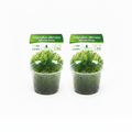 Taiwan Moos – Taxiphyllum alternans 'Taiwan Moss' 2 Stück