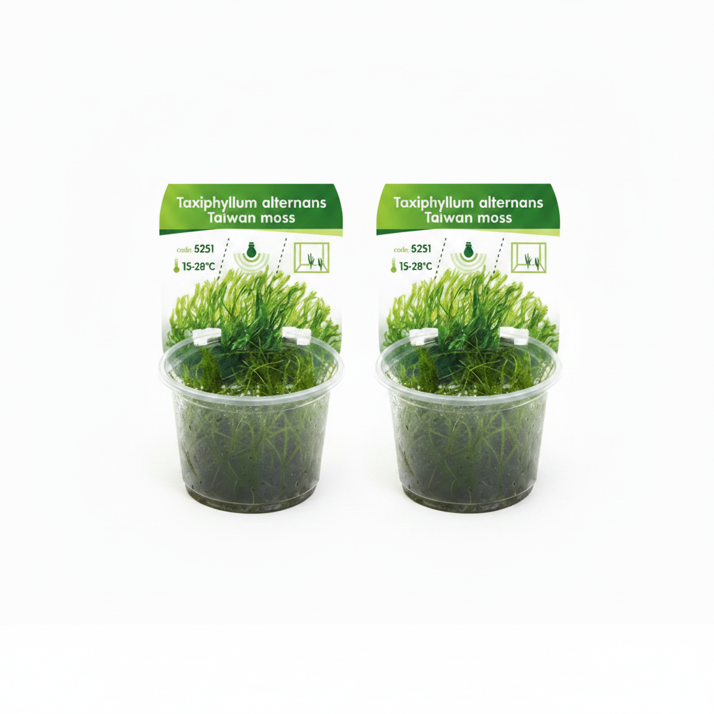 Taiwan Moos – Taxiphyllum alternans 'Taiwan Moss' 2 Stück