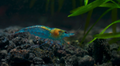 250 St. Blue Jelly Garnele - Neocaridina davidi