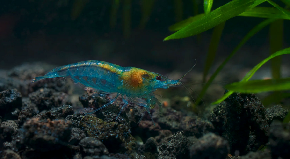 250 St. Blue Jelly Garnele - Neocaridina davidi