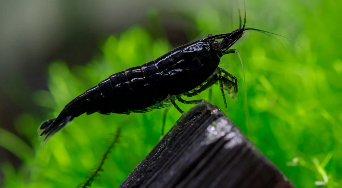 250 St. Black Sakura Garnele - Neocaridina davidi