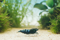 Black Pinto Zebra - Caridina Garnele
