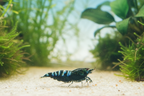 Black Pinto Zebra - Caridina Garnele