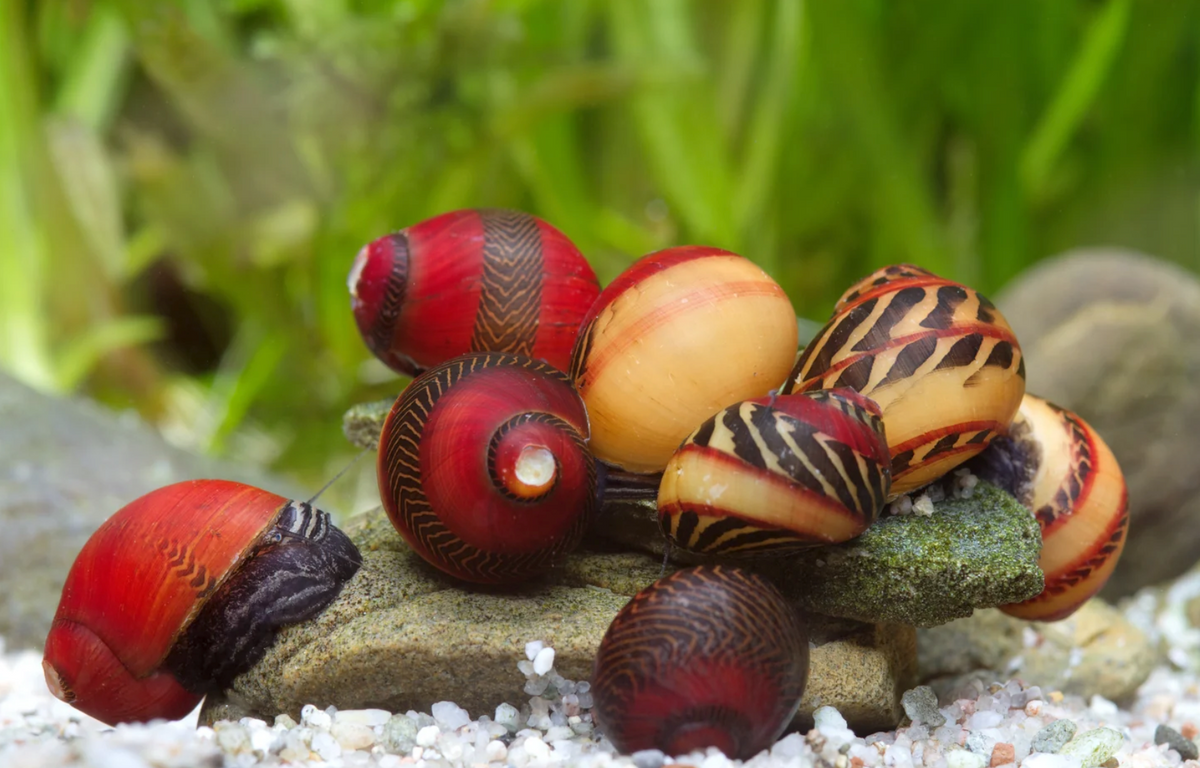 Rennschnecke - Neritina (Vittina) waigiensis Mix 1 St.