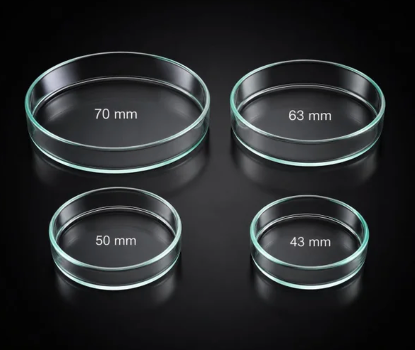 Aquarien Futterschale Glas Garnelen Krebse Süßwasser
