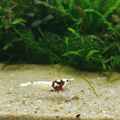 Rote Pinto Bee high class 4-5 spots 10 Stück