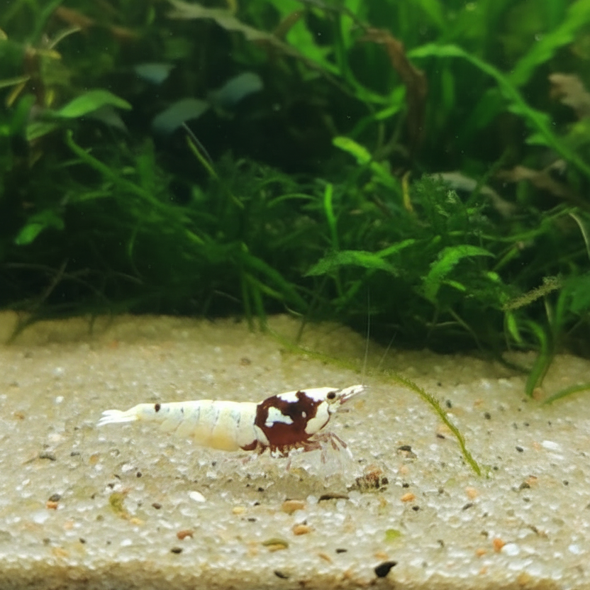 Rote Pinto Bee high class 4-5 spots 10 Stück
