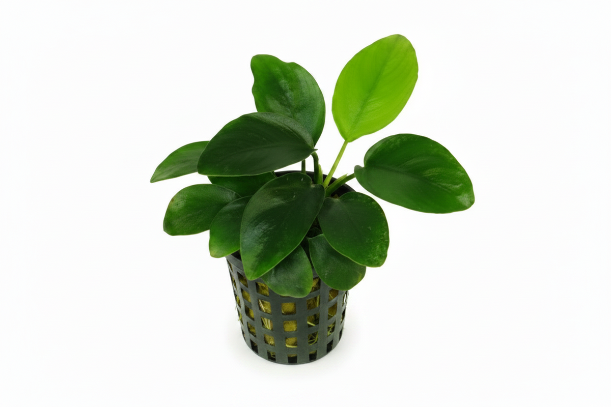 Anubias nana - Zwergspeerblatt mehrtriebig