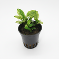 Anubias nana Pinto - Excellent cultivation