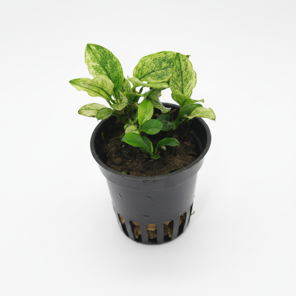 Anubias nana Pinto - Excellent cultivation