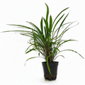 Cryptocoryne pink panther