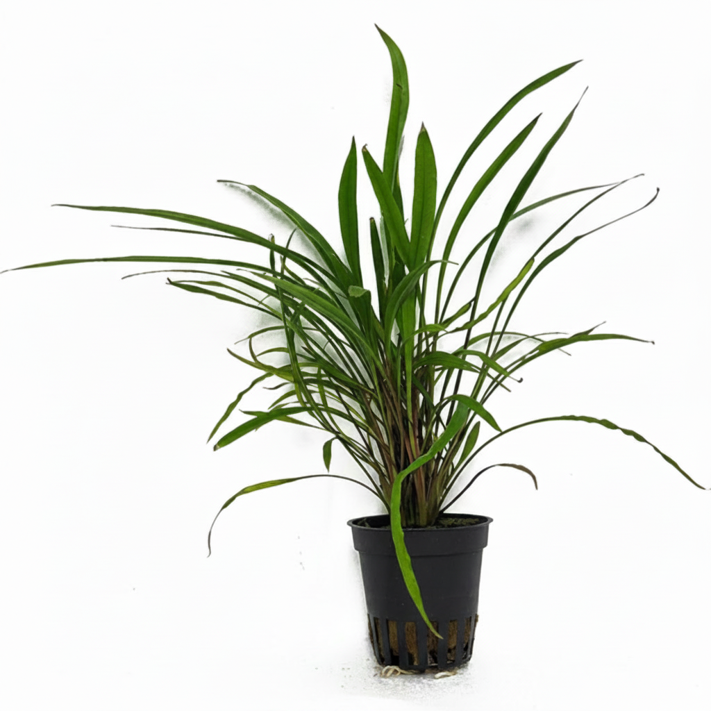 Cryptocoryne pink panther