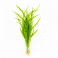 Vallisneria gigantea – Riesen-Vallisnerie