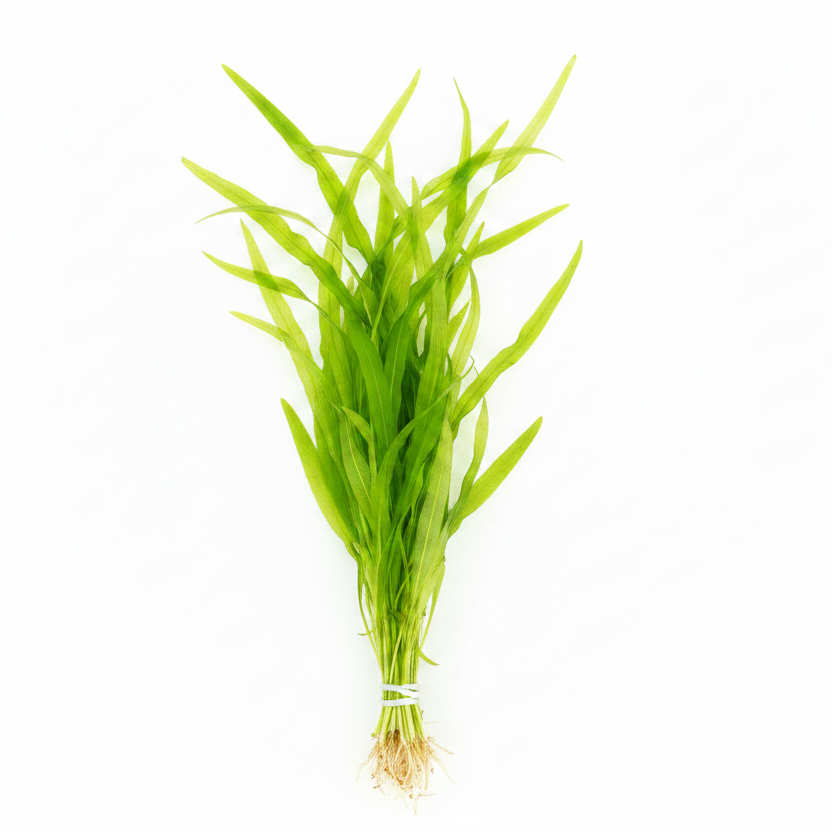 Vallisneria gigantea – Riesen-Vallisnerie