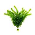 Egeria densa