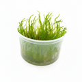 Peacock moss (Taxiphyllum sp.)