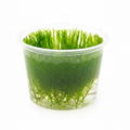 Spiky moss (Taxiphyllum sp.)