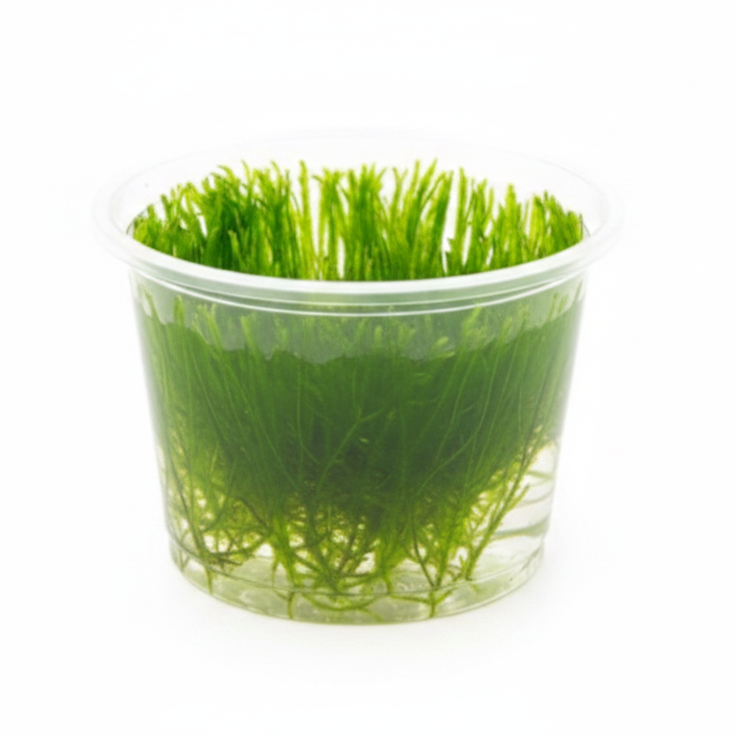 Spiky moss (Taxiphyllum sp.)