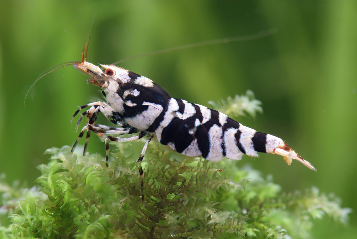 Black Fancy Tiger - Caridina sp.