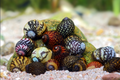Geweihschnecke Galaxy - Clithon cf. oualaniense