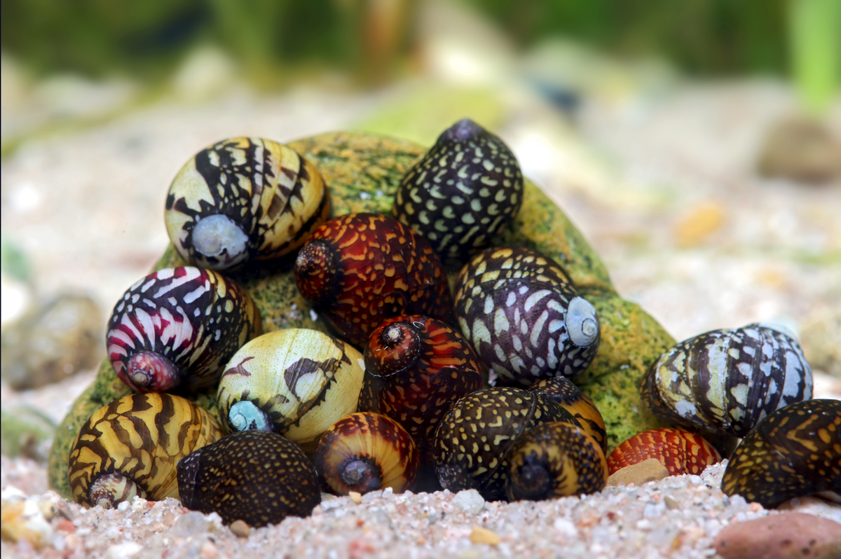 Geweihschnecke Galaxy - Clithon cf. oualaniense