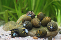 Geweihschnecke Sun Mix