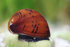 Mokka Rennschnecke - Neritodryas sp