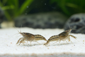 Pärchen - Zwergkrebs Cambarellus diminutus 1 Weibchen 1 Männchen