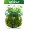 Peacock moss (Taxiphyllum sp.)