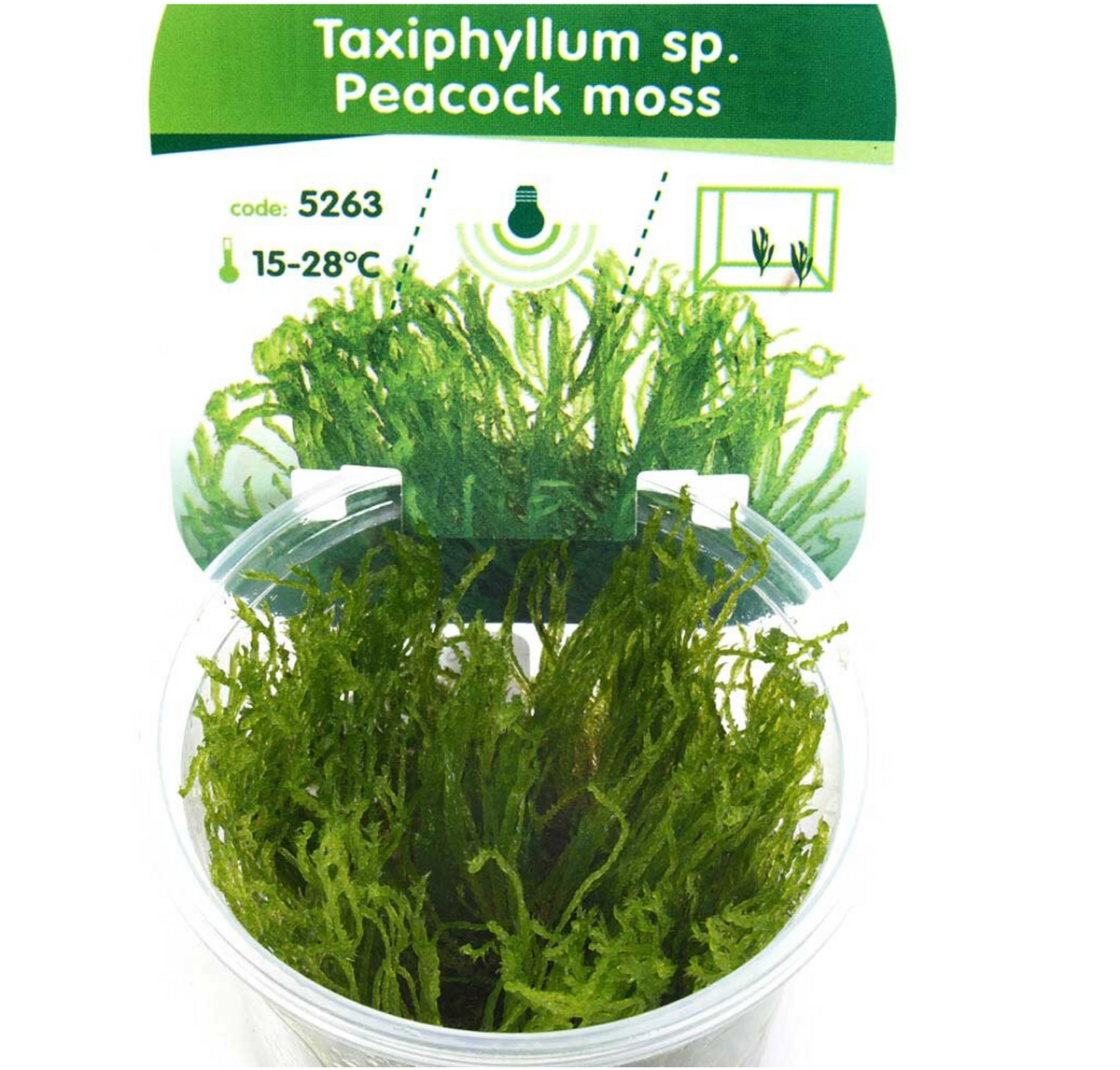 Peacock moss (Taxiphyllum sp.)