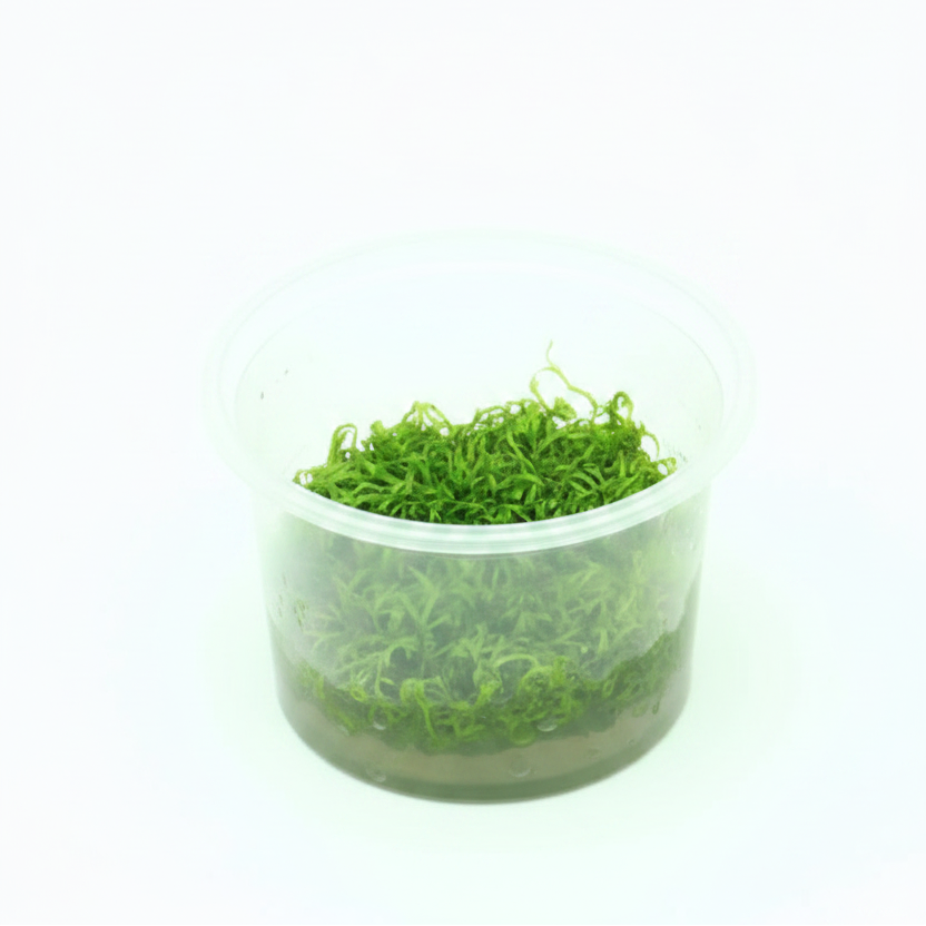 Riccia fluitans     Epaqvitro 100 ml cup