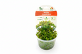 Rotala macrandra