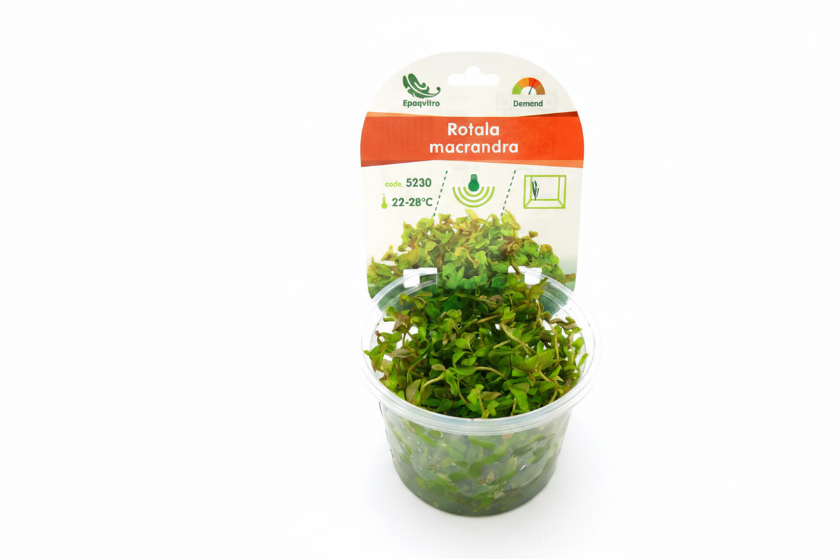 Rotala macrandra