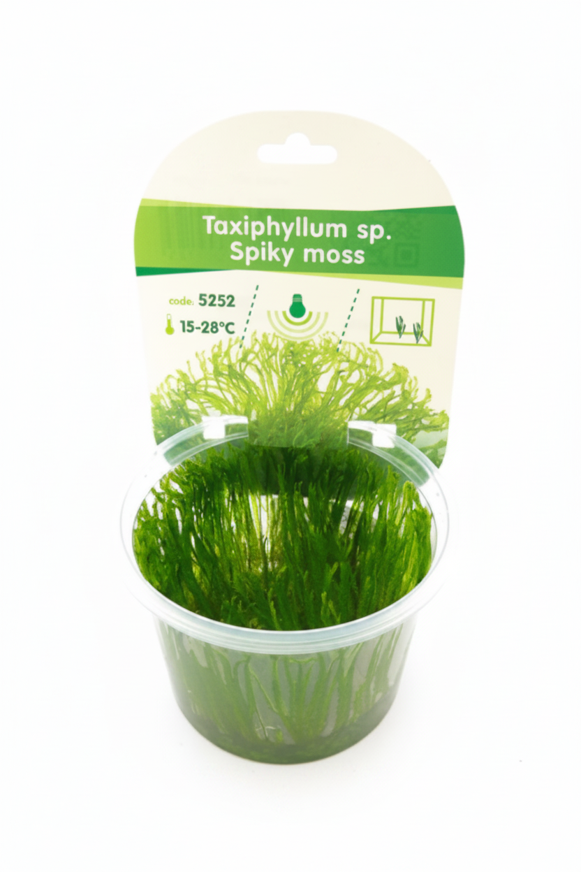 Spiky moss (Taxiphyllum sp.)     Epaqvitro 100 ml cup