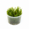Peacock moss (Taxiphyllum sp.), Aquarien und Terrarien Pflanze