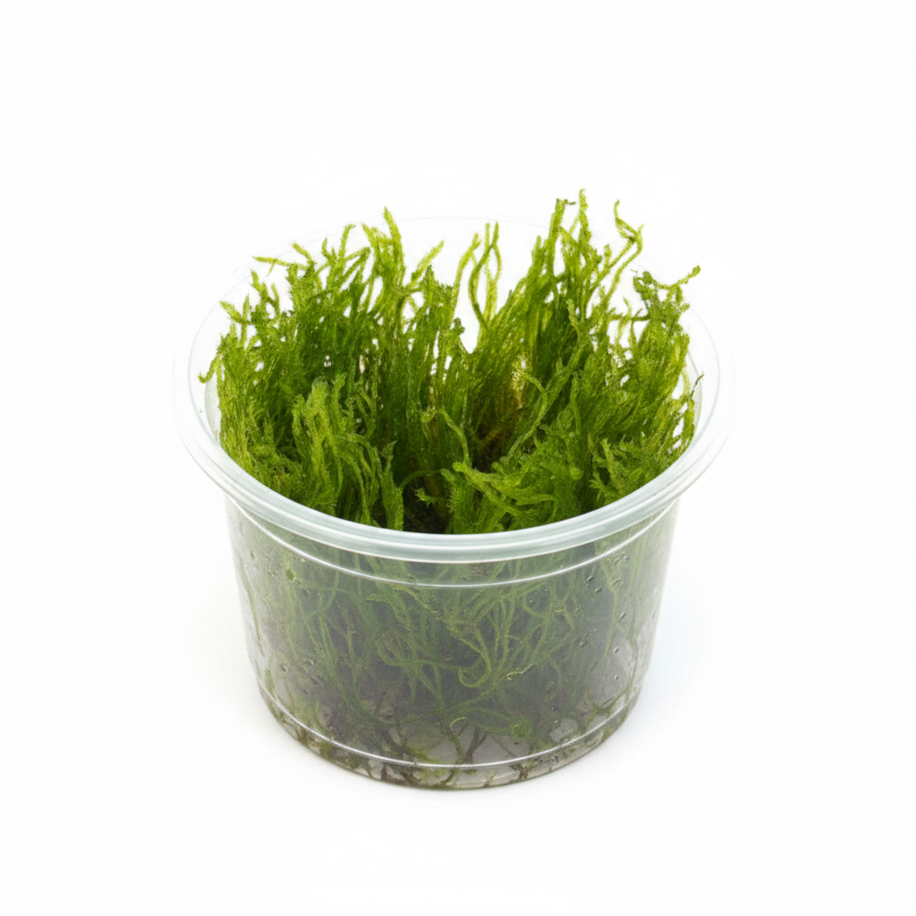 Peacock moss (Taxiphyllum sp.), Aquarien und Terrarien Pflanze