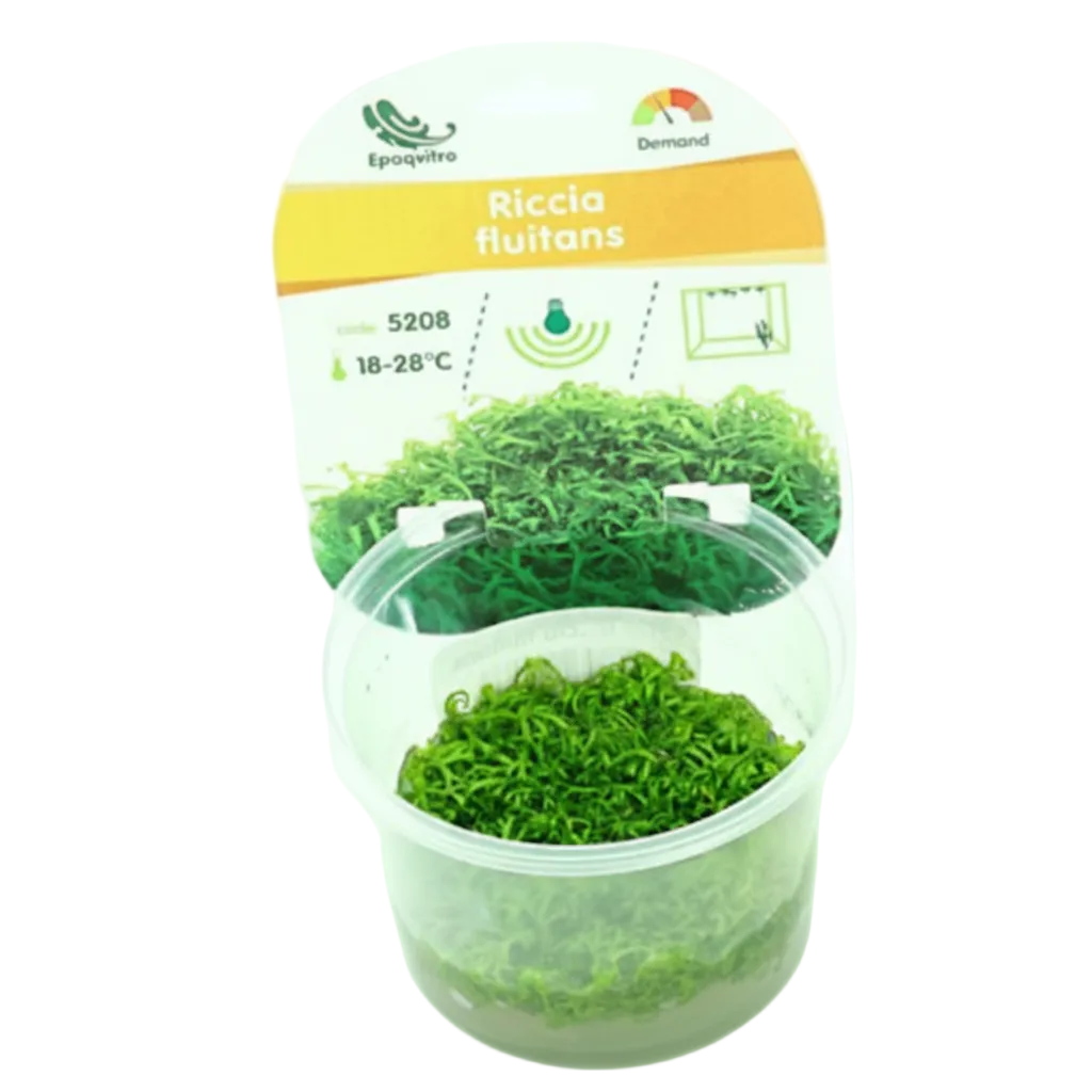 Riccia fluitans     Epaqvitro 100 ml
