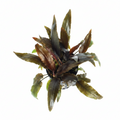 Cryptocoryne moehlmannii