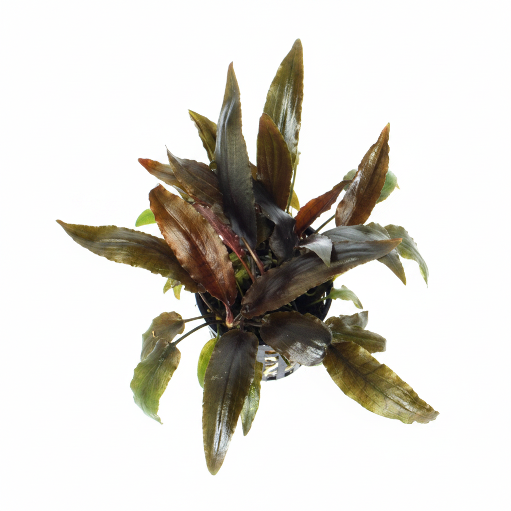 Cryptocoryne moehlmannii