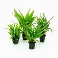 Microsorum our selection     Songrow selection     1208