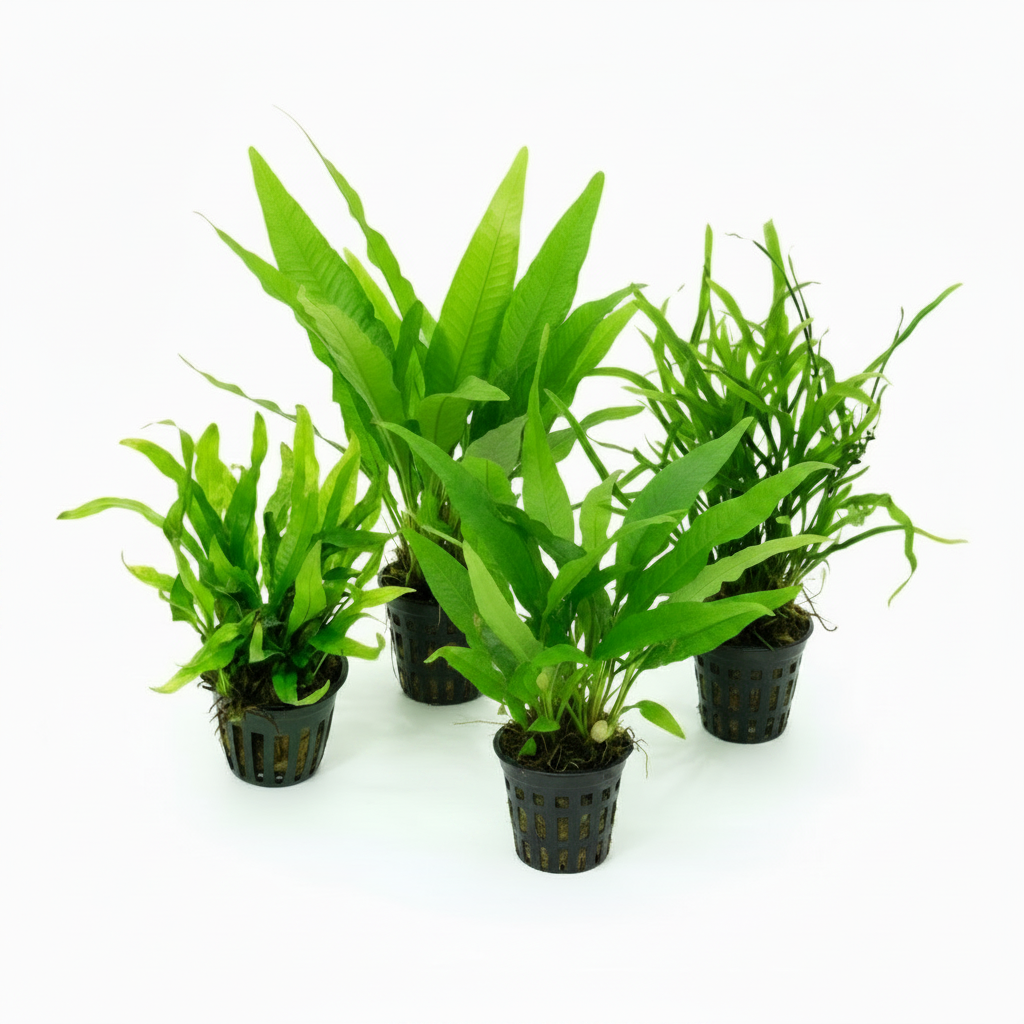 Microsorum our selection     Songrow selection     1208