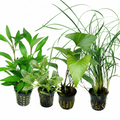 Stem Plant Terrarium Our Selection – Songrow Selection