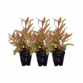 Ammania pedicellata Gold – 3 Stück