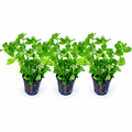 Bacopa caroliniana – Lemon Bacopa – 3 Stück
