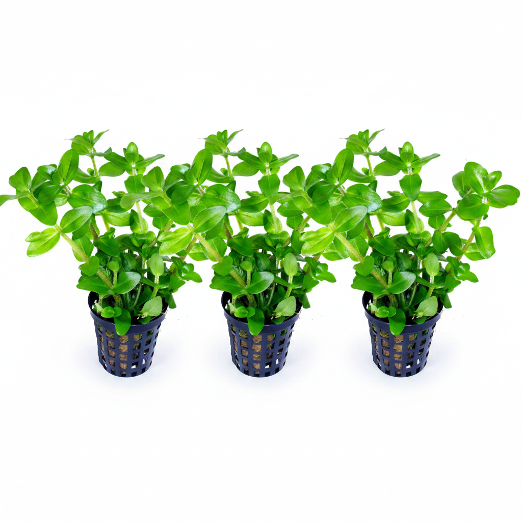 Bacopa caroliniana – Lemon Bacopa – 3 Stück