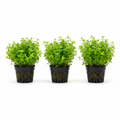 Bacopa australis – 3 Stück