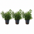 Ceratopteris thalictroides (Thin Leaves) – 3 Stück