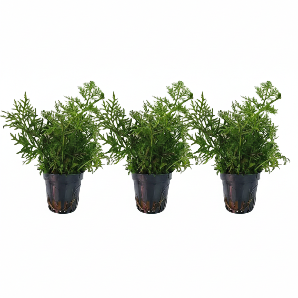 Ceratopteris thalictroides (Thin Leaves) – 3 Stück