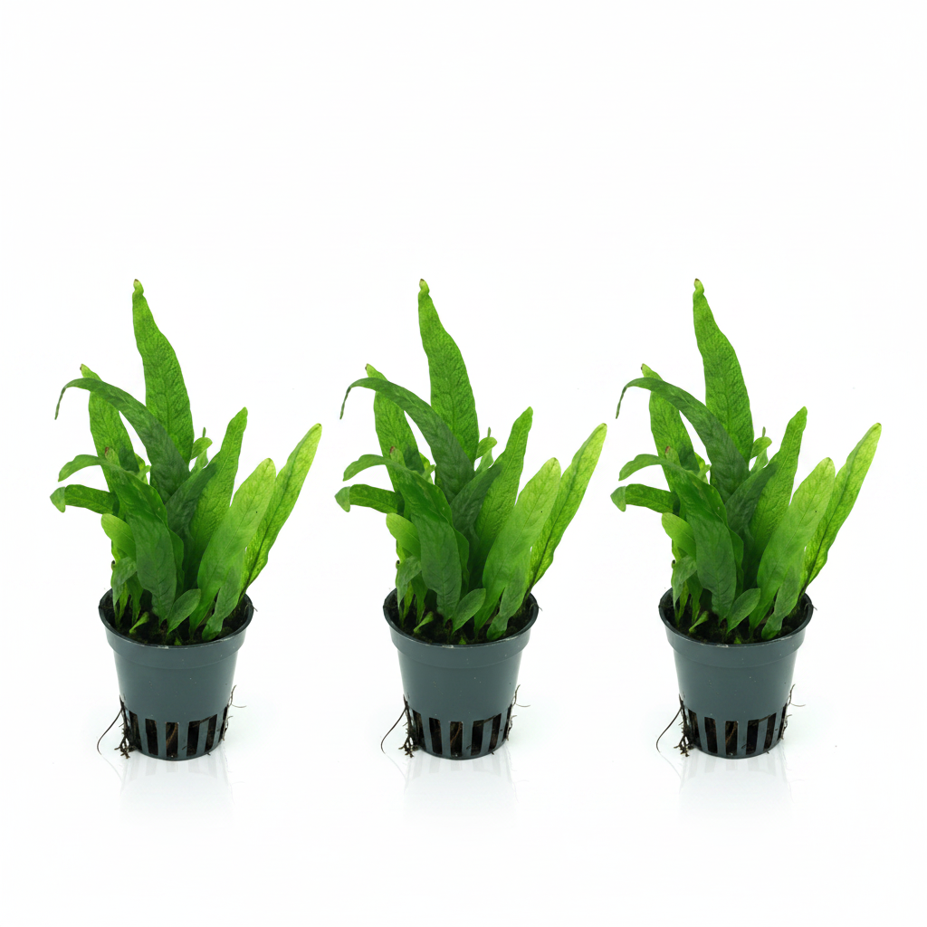 Microsorum mini - kleinwüchsiger Javafarn 3 Stück