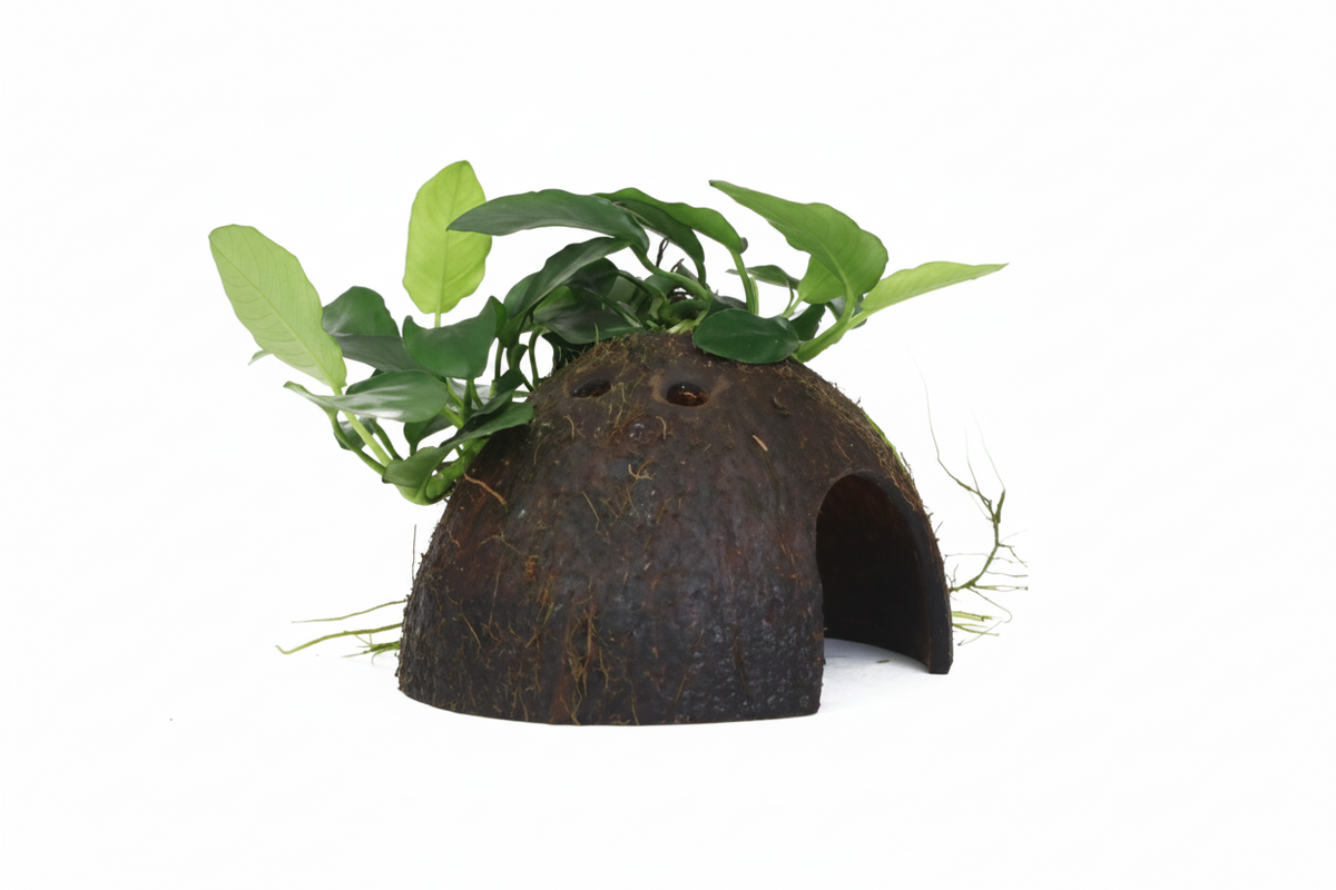 Anubias barteri var. nana